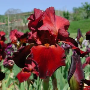 Ирис Sultan’s Palace 1 шт