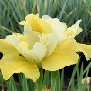 Ирис Summer Revels 1