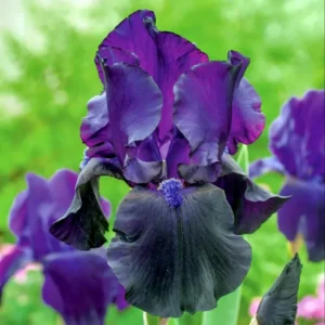 Ирис Tuxedo 1 шт