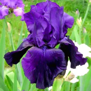 Ирис Tuxedo 1 шт