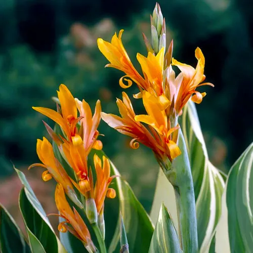 Канна Stuttgart (Variegated) 1 шт — изображение 4