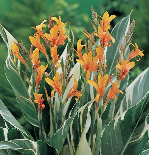 Канна Stuttgart (Variegated) 1 шт — изображение 3