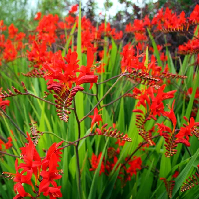 Кроксомия Lucifer 5 шт