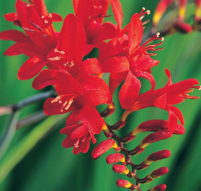 Кроксомия Lucifer 5 шт — изображение 3