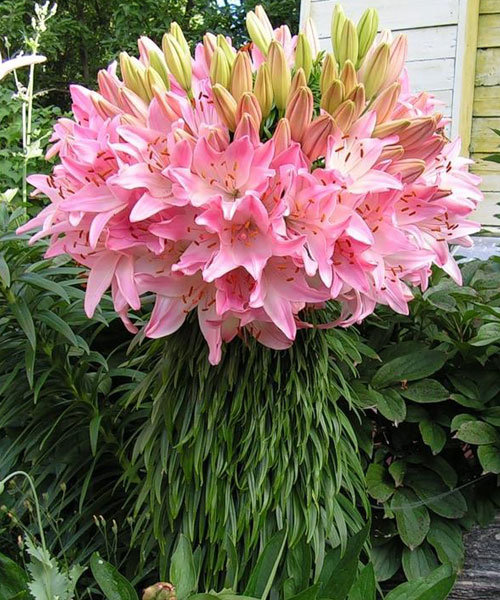 Лилия Марлене 2 шт