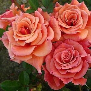 Роза Энн Хэндэрсон