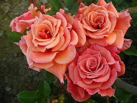 Роза Энн Хэндэрсон