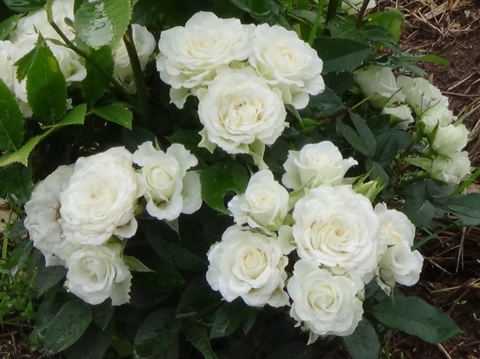 Роза Вайт ЁЁ