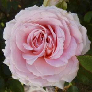 Роза Марк Твен