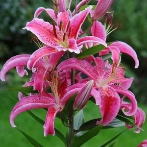 Лилия Акапулько 2 шт