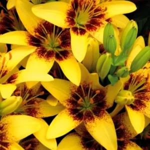 Лилия Еллоу Пиксель 2 шт