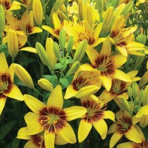 Лилия Еллоу Пиксель 2 шт