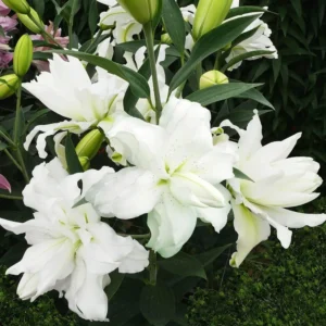 Лилия Лотус Айс 1 шт