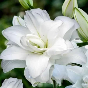 Лилия Лотус Айс 1 шт