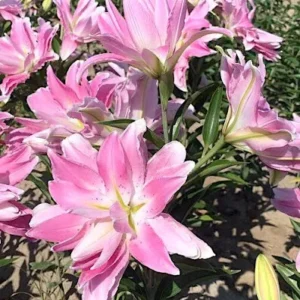 Лилия Лотус Элеганс 1 шт