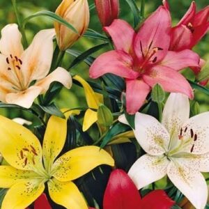 Лилия МИКС 3 шт