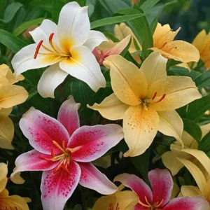 Лилия МИКС 3 шт