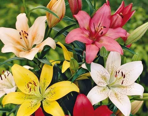 Лилия МИКС 3 шт — изображение 2