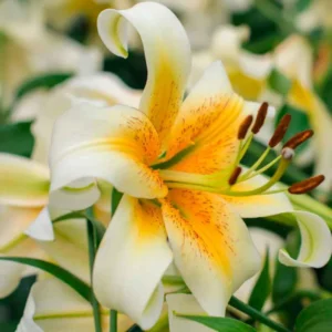 Лилия Мистер Кас 1 шт