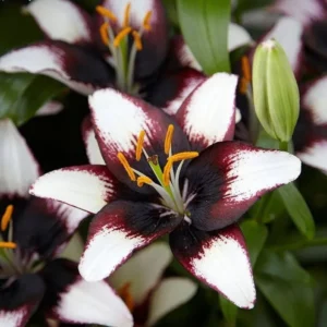 Лилия Пурпл Харт 2 шт