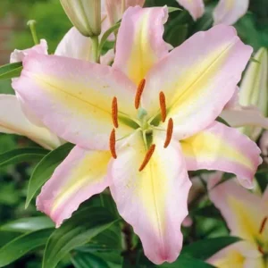 Лилия Стар Класс 2 шт