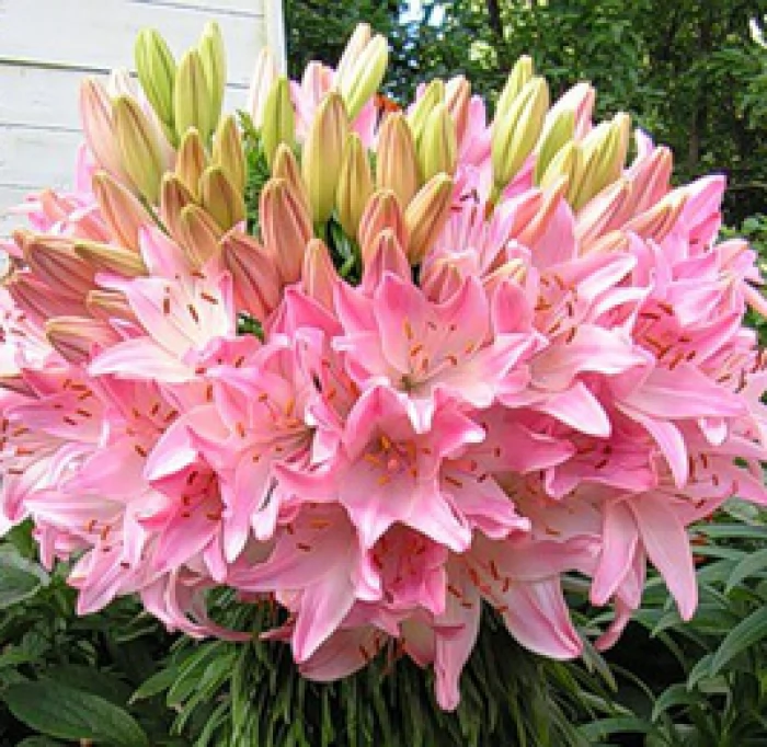 Лилия Марлене 2 шт — изображение 3