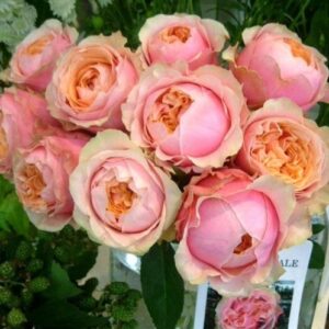 Роза Мария Натали