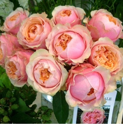 Роза Мария Натали