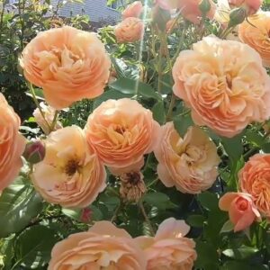 Роза Наталия Фрайла