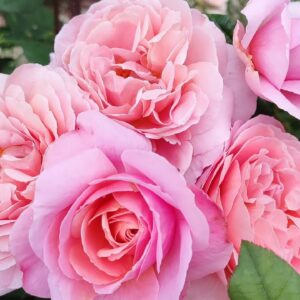 Роза Фрэнсис Блэйз