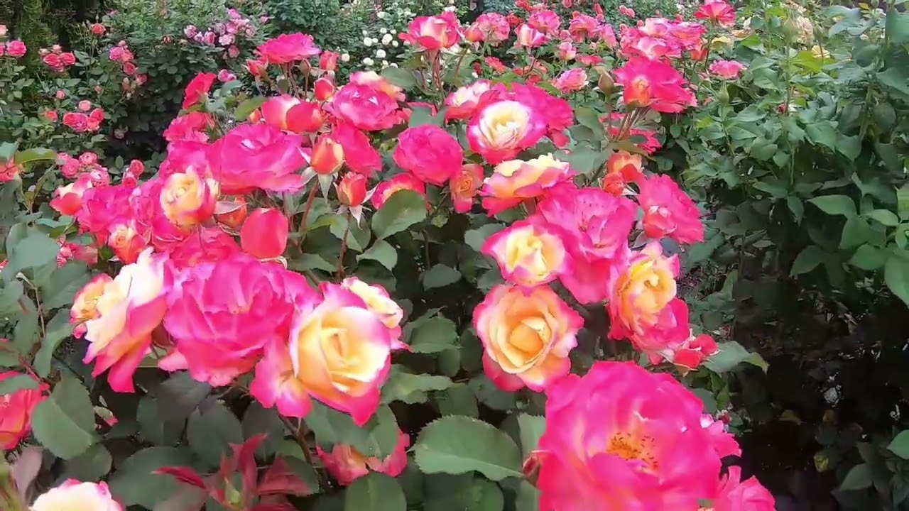 Роза Марсэй ан Флёр — изображение 3