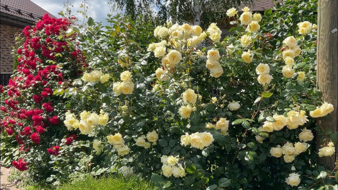 Роза Эльф — изображение 3