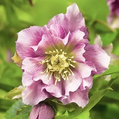 Морозник Double Ellen Pink 1 шт