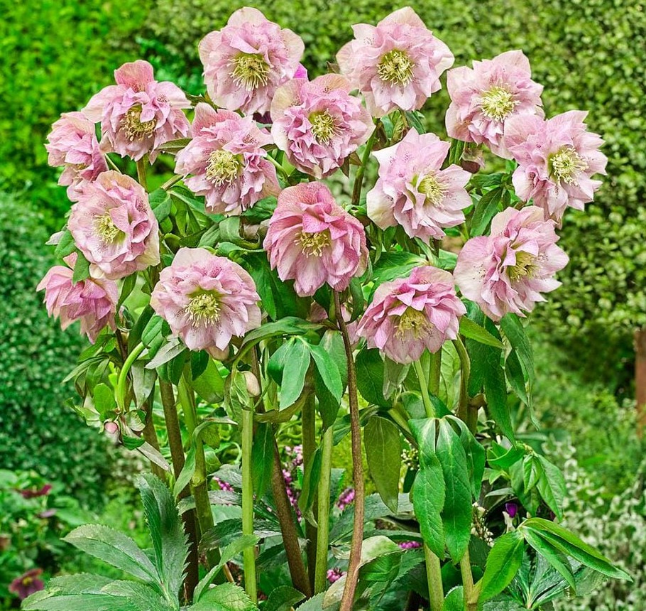 Морозник Double Ellen Pink 1 шт — изображение 3