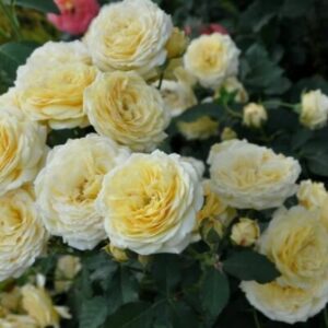 Роза Касто Гомбер