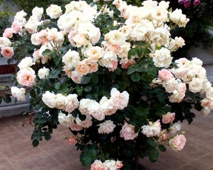 Роза Рококо — изображение 2