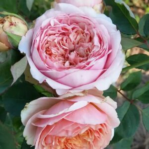 Роза Квинси Джонс