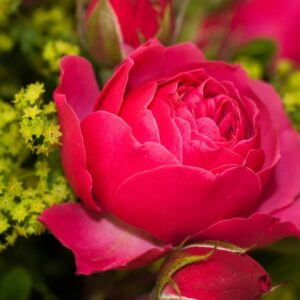 Роза Мэджик Рококо