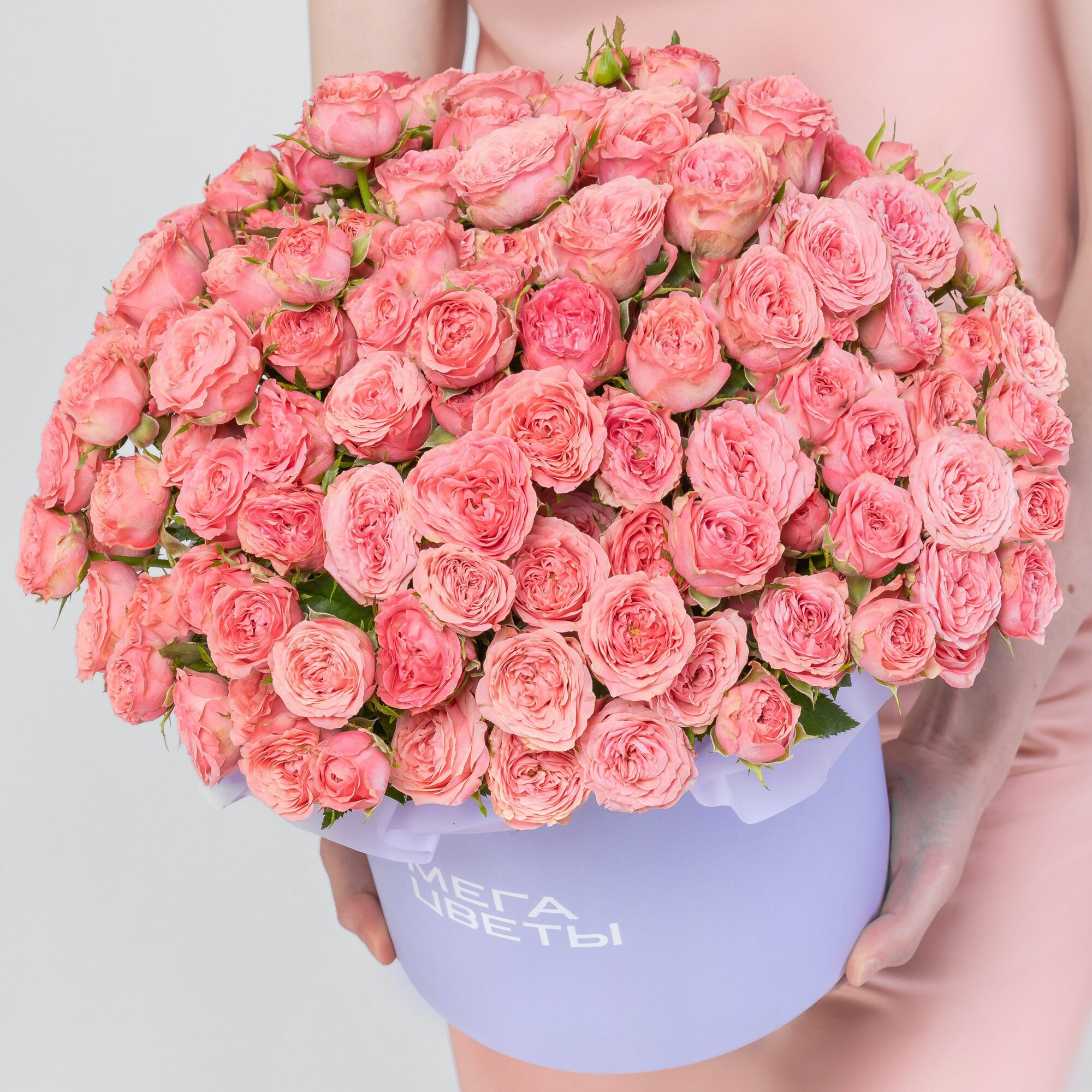 Роза Корал Йо-Йо