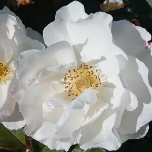 Роза Пенна Бьянка