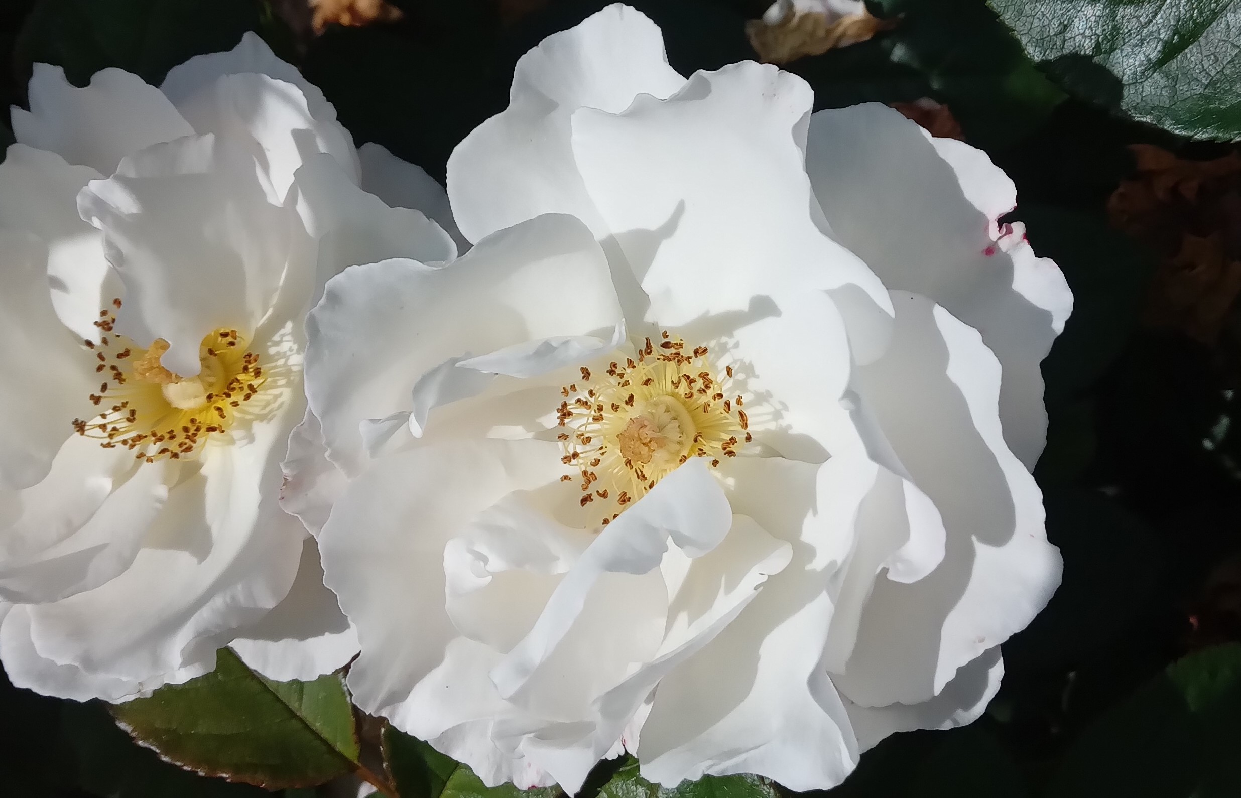 Роза Пенна Бьянка