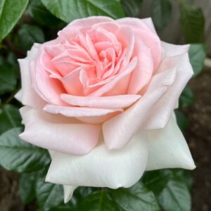 Роза Александр Пушкин