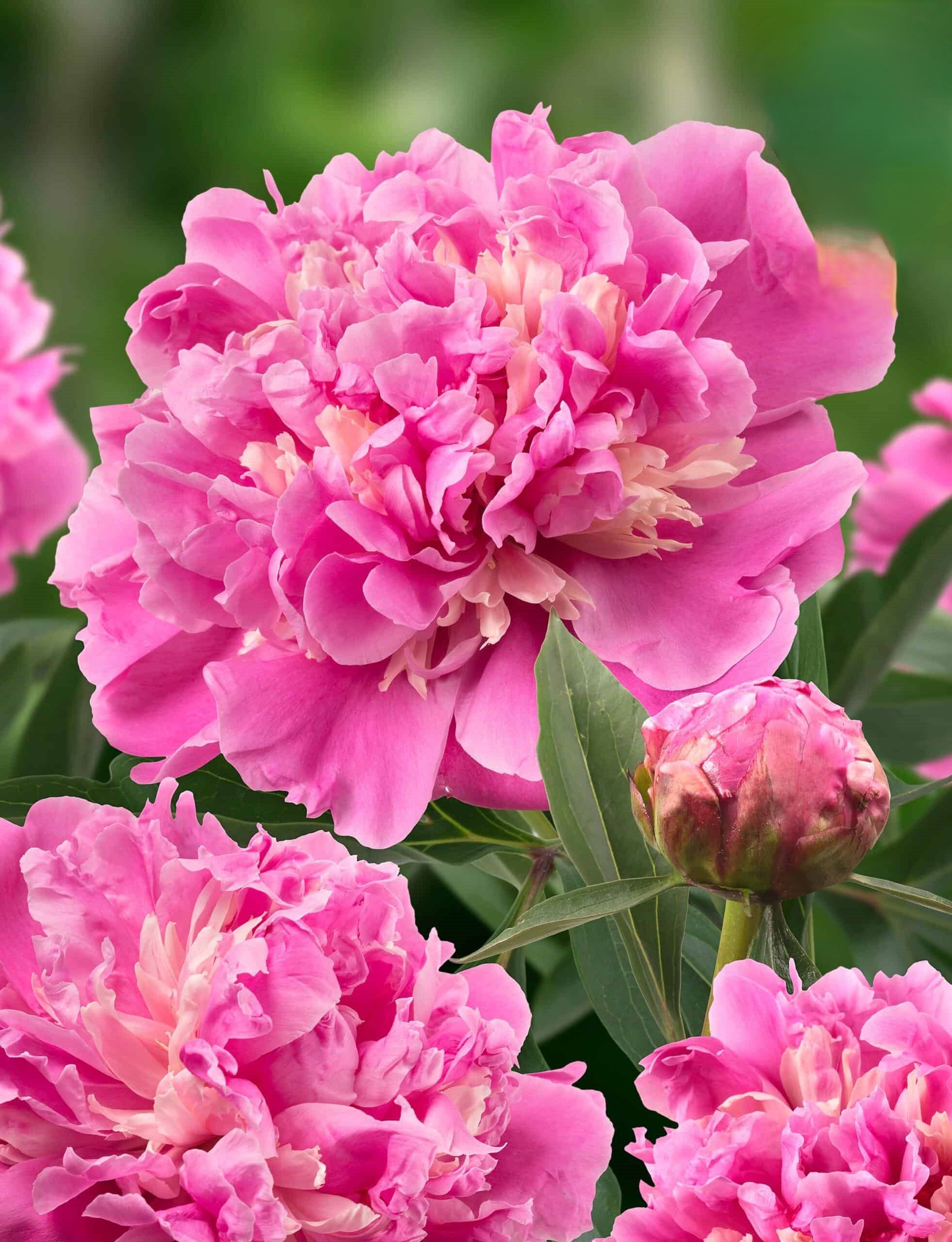 Пион Anima — изображение 2