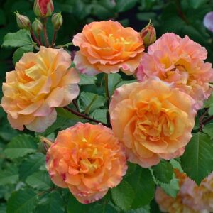 Роза Пур л`Амур Д`ан Шато