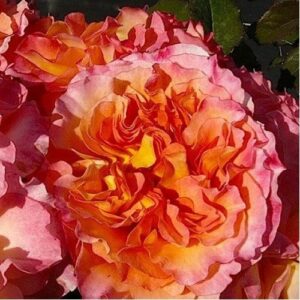 Роза Пур л`Амур Д`ан Шато