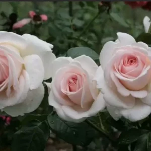 Роза Александр Пушкин