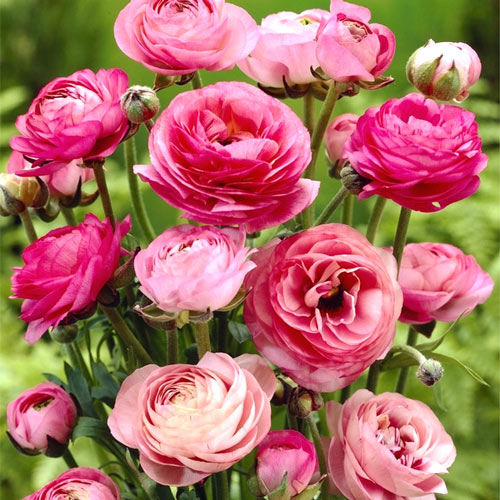 Ранункулюс Pink 10 шт — изображение 4