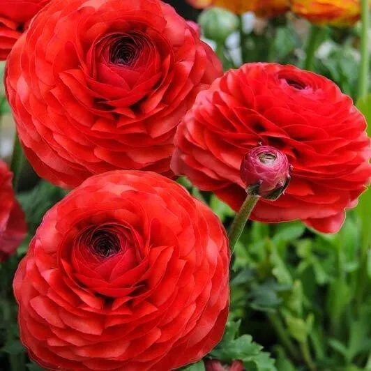 Ранункулюс Red 10 шт — изображение 3