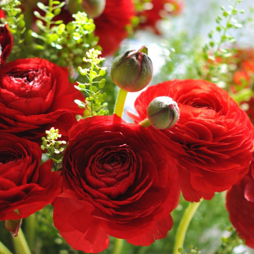 Ранункулюс Red 10 шт