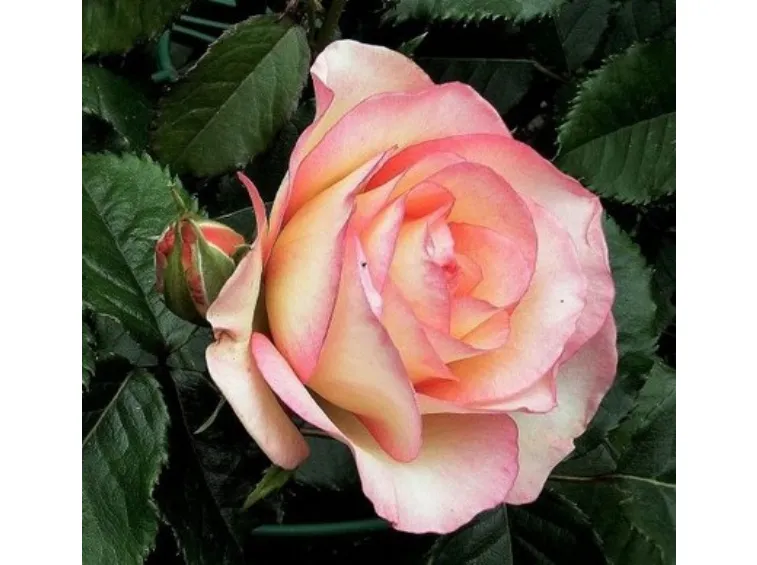 Роза Парфюм Киссес — изображение 4